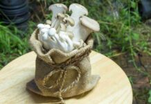 Amarita simulans : guide complet pour identifier ce champignon rare Amarita simulans