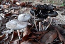 Champignon petit gris : comment le cultiver facilement dans son jardin ? champignon petit gris