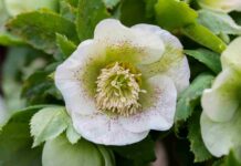 Helleborus Candy Love : comment l’intégrer dans un massif ombragé ? Candy Love