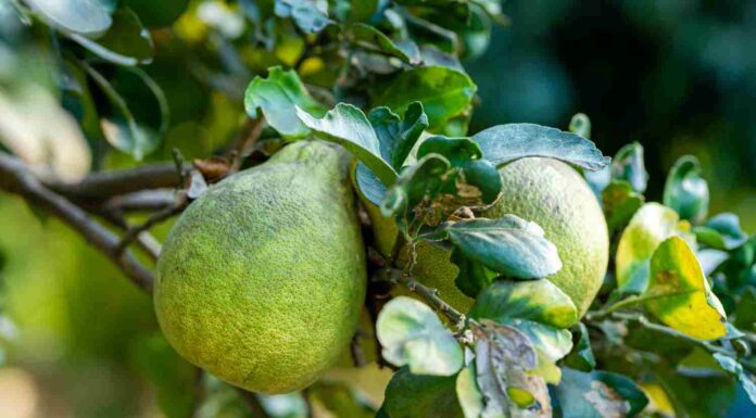Pomelo citrus : origines et histoire de cet agrume asiatique pomelo citrus