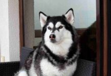 Pomsky F2 Adulte : à quoi ressemble cette génération de croisement ? Pomsky F2 Adulte