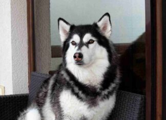 Pomsky F2 Adulte : à quoi ressemble cette génération de croisement ? Pomsky F2 Adulte