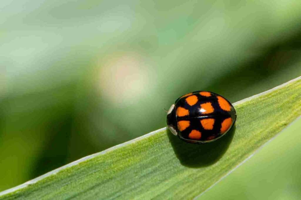 coccinelle noire