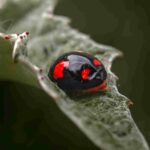 Coccinelle noire : alliée ou nuisible au jardin ? coccinelle noire