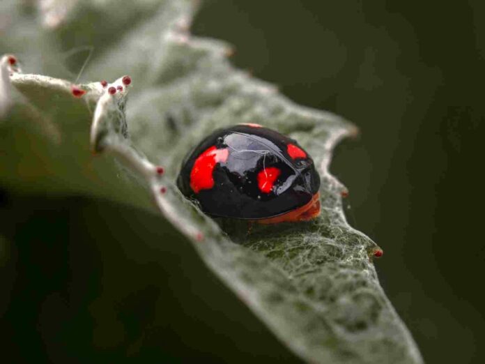 coccinelle noire
