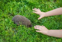 Crotte de hérisson : indicateur de biodiversité et santé de votre écosystème Crotte de hérisson