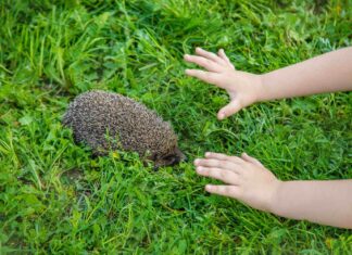 Crotte de hérisson : indicateur de biodiversité et santé de votre écosystème Crotte de hérisson