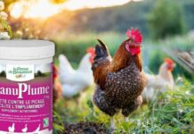 Granuplume : solution efficace contre le picage de vos volailles granuplume