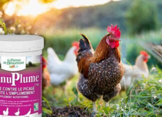 Granuplume : solution efficace contre le picage de vos volailles granuplume