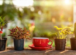 Quelles plantes n’aiment pas le marc de café ? Quelles plantes n'aiment pas le marc de café