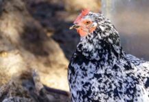 Poule Wyandotte : tout sur les différentes variétés et leurs couleurs poule Wyandotte