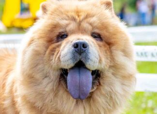 Chow Chow : taille, prix et caractère Chow Chow