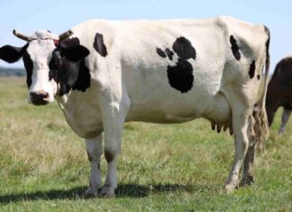 Vache noire et blanche : quelles sont les races les plus célèbres ? Vache noire et blanche