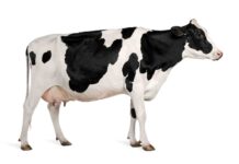 Illustration De Vache Noire Et Blanche | Vecteur Premium