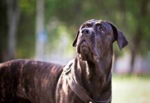 Dogue allemand : Taille, prix et caractère dogue allemand