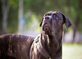 Dogue allemand : Taille, prix et caractère dogue allemand